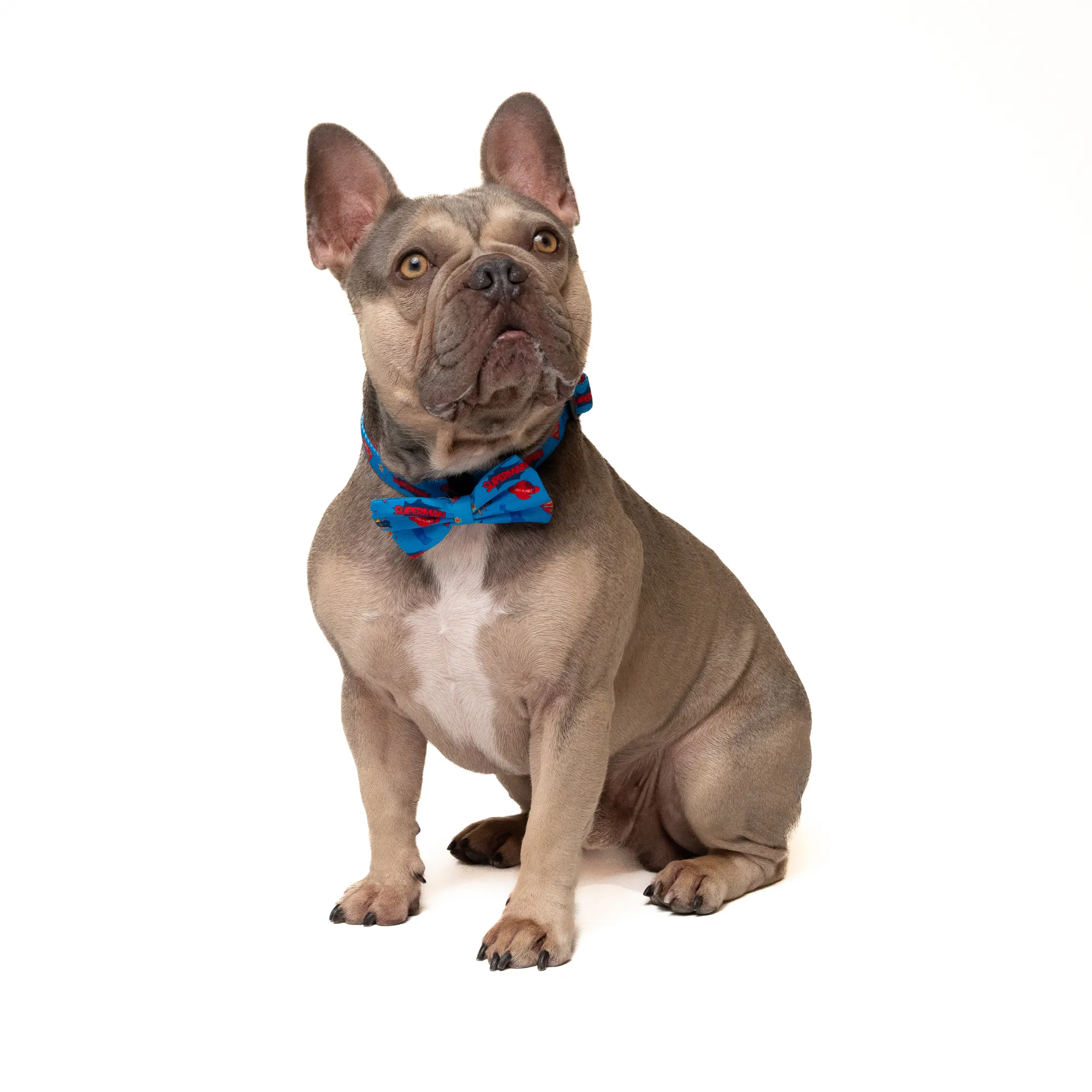 Petverse Superman Pet Bowtie